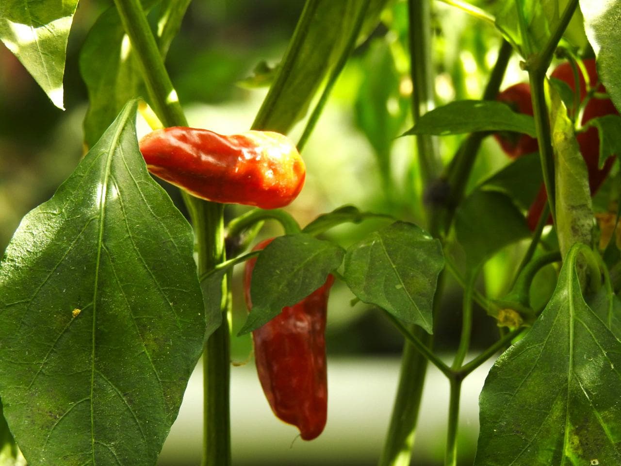 Indian Chillies