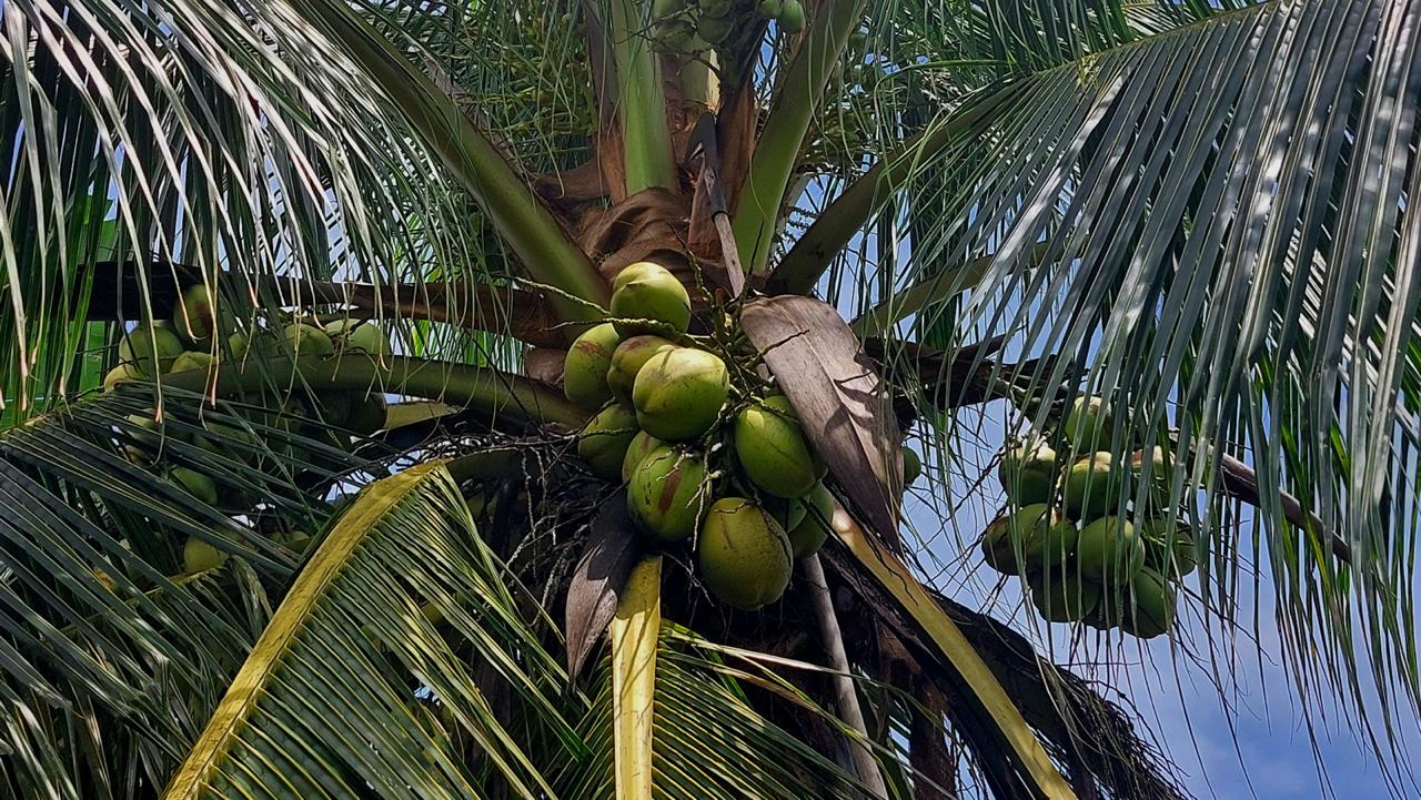 Coconut